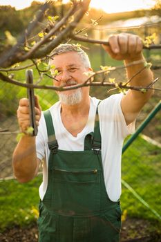 Portrait of a handsome senior man gardening in his garden, on a lovely spring day (color toned image)