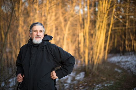 Senior man nordic walking, enjoying the outdoors, the fresh air, getting the necessary exercise