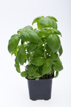 Fresh basil leaves isolated on white background 