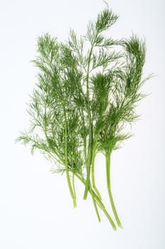 Green dill isolated on white background.