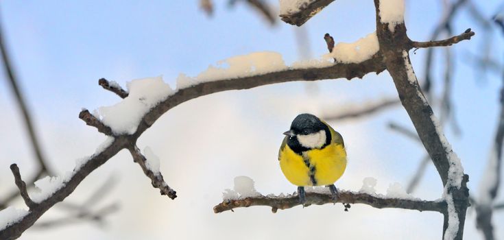 Great tit on a snowy branch in morning time