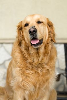 portrait of beautiful golden retriever 