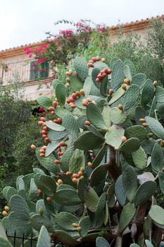 Beautiful Cactus in the Garden