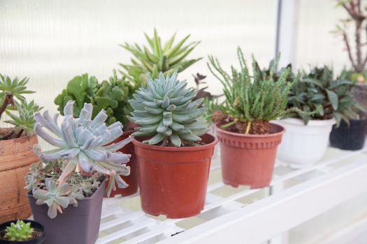 Cactus in a pot. Many species of cactus yards Local agricultural cultivation