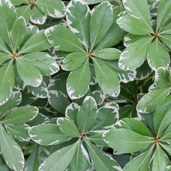 Leaf green and white stripes. A background in the garden A tree with a variety of colors.