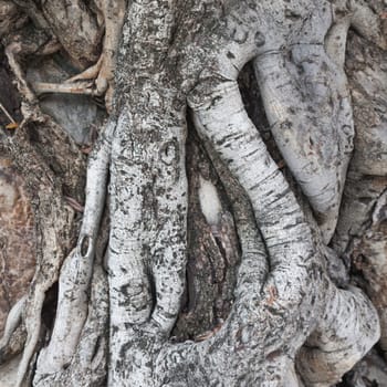 root of the tree ages. Root coil overlap it. Very old trees