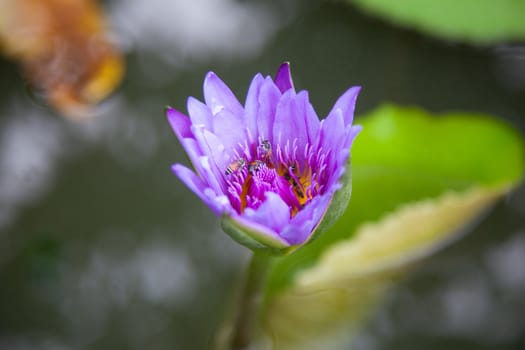 Blue lotus blooming. In the pond at the park. Have bee looking for nectar in the lotus.