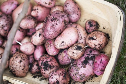 Fresh red potatoes, just harvested in trug.