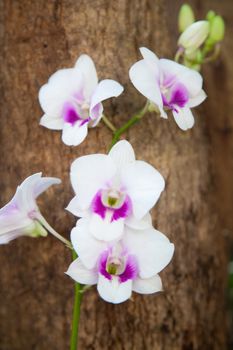 White orchids. Bouquet of white flowers on the inside of the flower is blue.