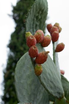 Beautiful Cactus in the Garden