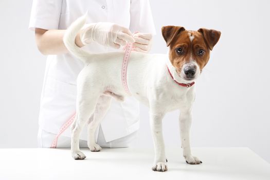 Young Jack Russell Terrier dog at veterinarian during the measuring circuit