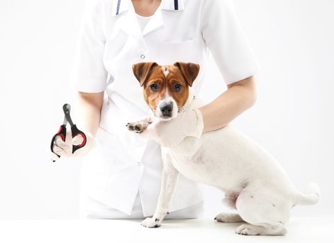 Young Jack Russell Terrier dog at veterinarian