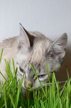 kitten and grass