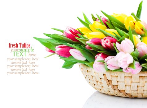 Colorful tulip blooms in a basket isolated on white