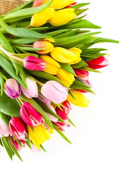 Colorful tulip blooms isolated on white