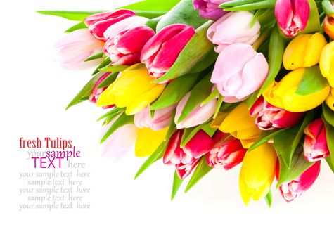 Colorful tulip blooms isolated on white