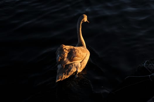 Young swan swimming in sunset cold blue water