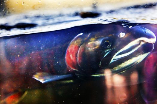 Fear Salmon Oncorhynchus tshawytscha Issaquah Hatchery Washington.  Salmon swim up the Issaquah creek from the sea and are caught in the Hatchery.  In the Hatchery, they will be killed for their eggs and sperm, which will be used to create more salmon.  The salmon appear to know their fate.  Most salmon caught were originally born in the Issaquah hatchery.