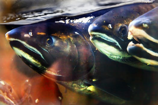 Fear Salmon Oncorhynchus tshawytscha Issaquah Hatchery Washington.  Salmon swim up the Issaquah creek from the sea and are caught in the Hatchery.  In the Hatchery, they will be killed for their eggs and sperm, which will be used to create more salmon.  The salmon appear to know their fate.  Most salmon caught were originally born in the Issaquah hatchery.