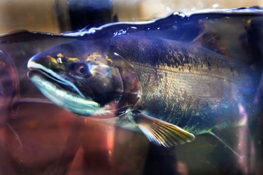 Salmon Head Close Up Oncorhynchus tshawytscha Issaquah Hatrhery Washington.  Salmon swim up the Issaquah creek and are caught in the Hatchery.  In the Hatchery, they will be killed for their eggs and sperm, which will be used to create more salmon.