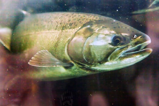 Salmon Head Close Up Issaquah Hatrhery Washington.  Salmon swim up the Issaquah creek and are caught in the Hatchery.  In the Hatchery, they will be killed for their eggs and sperm, which will be used to create more salmon.