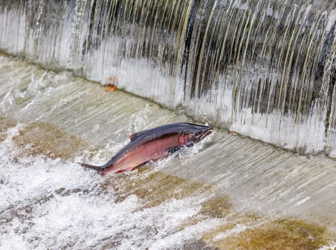 Salmon Jumping Dam Issaquah Hatrhery Washington.  Salmon swim up the Issaquah creek and are caught in the Hatchery.  In the Hatchery, they will be killed for their eggs and sperm, which will be used to create more salmon.