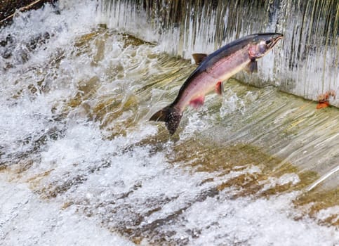 Salmon Jumping Dam Issaquah Hatrhery Washington.  Salmon swim up the Issaquah creek and are caught in the Hatchery.  In the Hatchery, they will be killed for their eggs and sperm, which will be used to create more salmon.