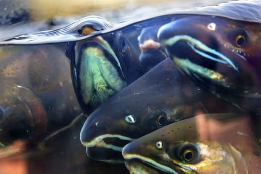 Fear Salmon Oncorhynchus tshawytscha Issaquah Hatchery Washington.  Salmon swim up the Issaquah creek from the sea and are caught in the Hatchery.  In the Hatchery, they will be killed for their eggs and sperm, which will be used to create more salmon.  The salmon appear to know their fate.  Most salmon caught were originally born in the Issaquah hatchery.