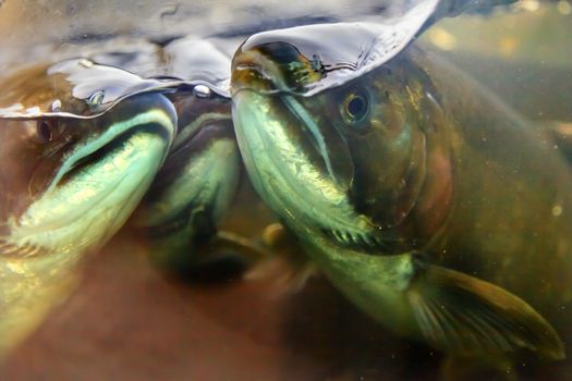 Fear Salmon Issaquah Hatrhery Washington.  Salmon swim up the Issaquah creek from the sea and are caught in the Hatchery.  In the Hatchery, they will be killed for their eggs and sperm, which will be used to create more salmon.  The salmon appear to know their fate.  Most salmon caught were originally born in the Issaquah hatchery.