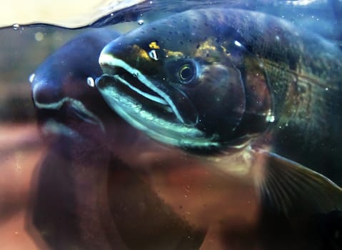 Salmon Head Close Up Issaquah Hatrhery Washington.  Salmon swim up the Issaquah creek and are caught in the Hatchery.  In the Hatchery, they will be killed for their eggs and sperm, which will be used to create more salmon.