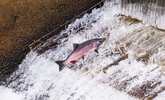 Salmon Jumping Dam Issaquah Hatrhery Washington.  Salmon swim up the Issaquah creek and are caught in the Hatchery.  In the Hatchery, they will be killed for their eggs and sperm, which will be used to create more salmon.