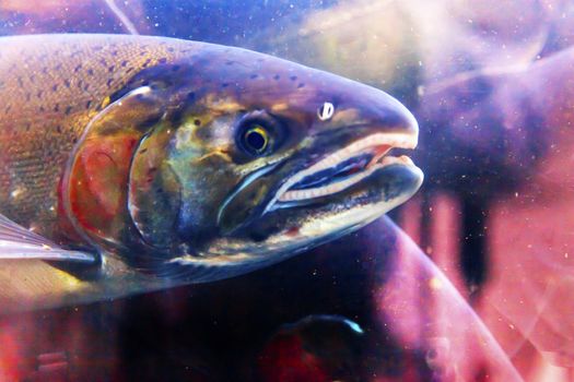 Salmon Head Close Up Issaquah Hatrhery Washington.  Salmon swim up the Issaquah creek and are caught in the Hatchery.  In the Hatchery, they will be killed for their eggs and sperm, which will be used to create more salmon.