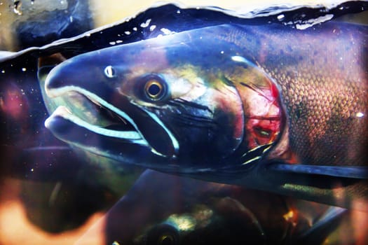 Salmon Head Close Up Issaquah Hatrhery Washington.  Salmon swim up the Issaquah creek and are caught in the Hatchery.  In the Hatchery, they will be killed for their eggs and sperm, which will be used to create more salmon.