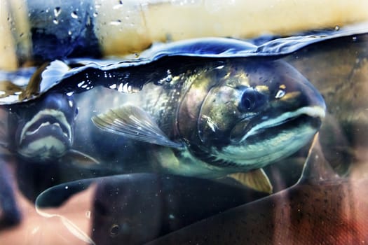 Chinook Coho Salmon Head Close Up Issaquah Hatrhery Washington.  Salmon swim up the Issaquah creek and are caught in the Hatchery.  In the Hatchery, they will be killed for their eggs and sperm, which will be used to create more salmon.