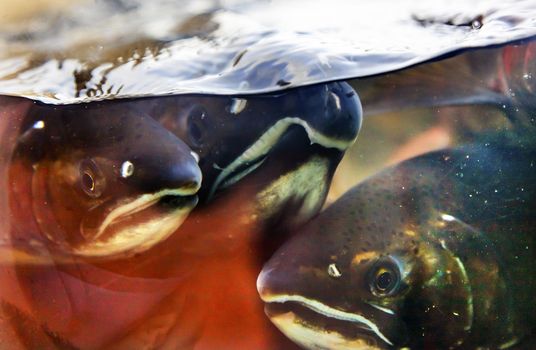 Fear Salmon Issaquah Hatrhery Washington.  Salmon swim up the Issaquah creek from the sea and are caught in the Hatchery.  In the Hatchery, they will be killed for their eggs and sperm, which will be used to create more salmon.  The salmon appear to know their fate.  Most salmon caught were originally born in the Issaquah hatchery.