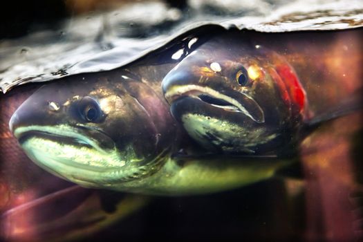 Fear Salmon Issaquah Hatrhery Washington.  Salmon swim up the Issaquah creek from the sea and are caught in the Hatchery.  In the Hatchery, they will be killed for their eggs and sperm, which will be used to create more salmon.  The salmon appear to know their fate.  Most salmon caught were originally born in the Issaquah hatchery.