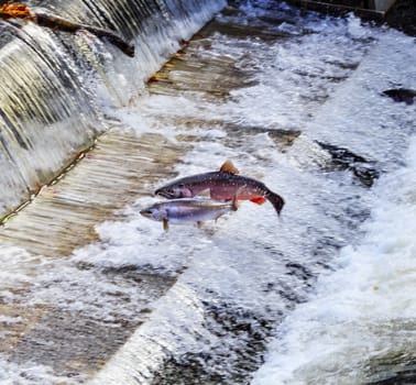 Salmon Jumping Dam Issaquah Hatrhery Washington.  Salmon swim up the Issaquah creek and are caught in the Hatchery.  In the Hatchery, they will be killed for their eggs and sperm, which will be used to create more salmon.