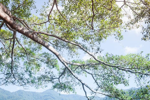 Branches of big tree in sunshine day, stock photo