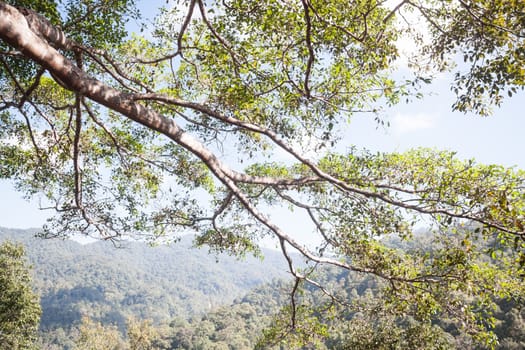 Branches of big tree in sunshine day, stock photo