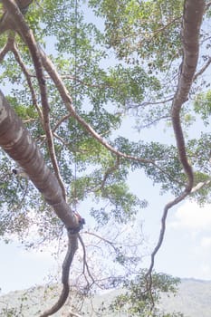 Branches of big tree in sunshine day, stock photo