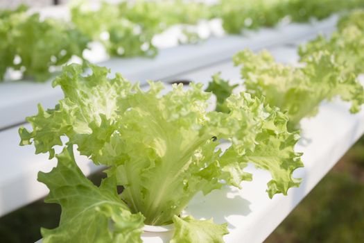 Frillice iceberg plants on hydrophonic farm, stock photo