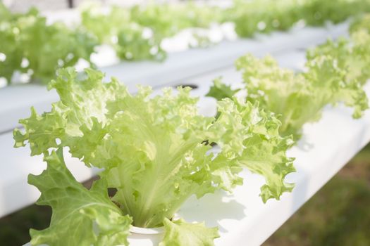 Frillice iceberg plants on hydrophonic farm, stock photo