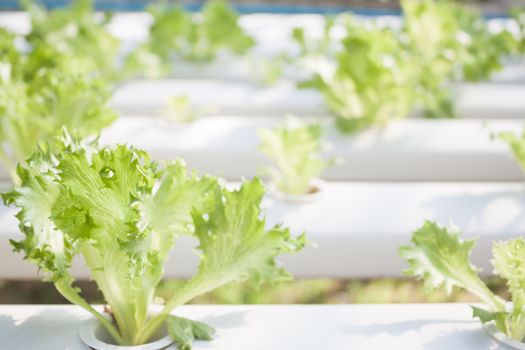 Frillice iceberg plants on hydrophonic farm, stock photo