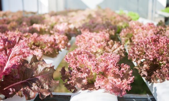 Red coral plants on hydrophonic farm, stock photo