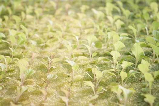 Hydrophonic plantation of vegetable salad, stock photo