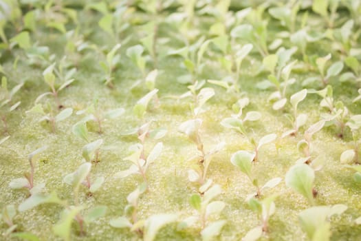 Hydrophonic plantation of vegetable salad, stock photo