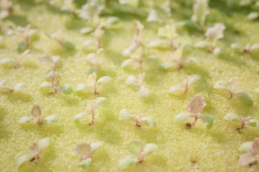 Hydrophonic plantation of vegetable salad, stock photo