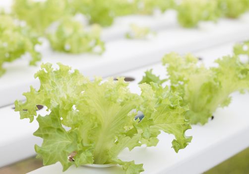 Frillice iceberg plants on hydrophonic farm, stock photo