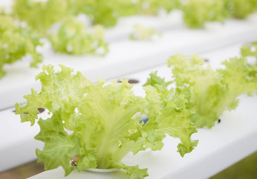 Frillice iceberg plants on hydrophonic farm, stock photo