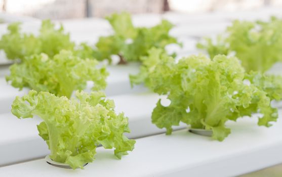 Green coral plants on hydrophonic farm, stock photo